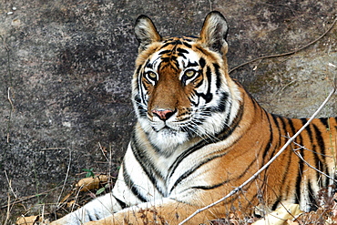 Bengal Tiger (Panthera Tigris Tigris), wild, adult female, critically endangered. Bandhavgarh Tiger Reserve, India