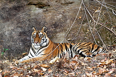 Bengal Tiger (Panthera Tigris Tigris), wild, adult female, critically endangered. Bandhavgarh Tiger Reserve, India