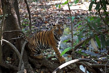 Bengal Tiger (Panthera Tigris Tigris), wild, 12 month old cub, critically endangered. Bandhavgarh Tiger Reserve, India