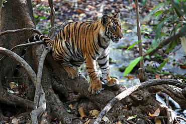 Bengal Tiger (Panthera Tigris Tigris), wild, 12 month old cub, critically endangered. Bandhavgarh Tiger Reserve, India