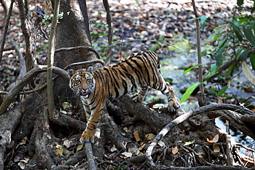 Bengal Tiger (Panthera Tigris Tigris), wild, 12 month old cub, critically endangered. Bandhavgarh Tiger Reserve, India