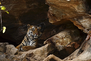 Bengal Tiger (Panthera tigris tigris),wild adult male, critically endangered. Bandhavgarh Tiger Reserve, India.