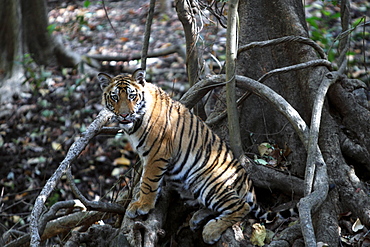 Bengal Tiger (Panthera Tigris Tigris), wild, 12 month old cub, critically endangered. Bandhavgarh Tiger Reserve, India