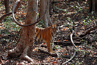 Bengal Tiger (Panthera Tigris Tigris), wild, adult female, critically endangered. Bandhavgarh Tiger Reserve, India