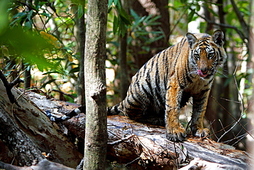 Bengal Tiger (Panthera Tigris Tigris), wild, 12 month old cub, critically endangered. Bandhavgarh Tiger Reserve, India