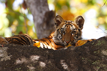 Bengal Tiger (Panthera Tigris Tigris), wild, 12 month old cub, critically endangered. Bandhavgarh Tiger Reserve, India