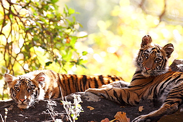 Bengal Tiger (Panthera Tigris Tigris), wild, two 12 month old cubs, critically endangered. Bandhavgarh Tiger Reserve, India