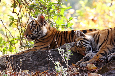 Bengal Tiger (Panthera Tigris Tigris), wild, two 12 month old cubs, critically endangered. Bandhavgarh Tiger Reserve, India