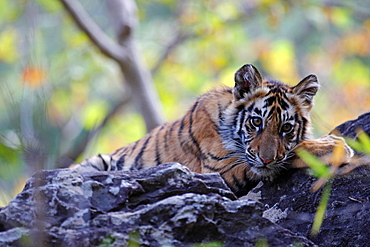 Bengal Tiger (Panthera Tigris Tigris), wild, 12 month old cub, critically endangered. Bandhavgarh Tiger Reserve, India