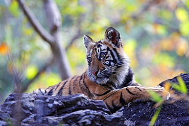 Bengal Tiger (Panthera Tigris Tigris), wild, 12 month old cub, critically endangered. Bandhavgarh Tiger Reserve, India