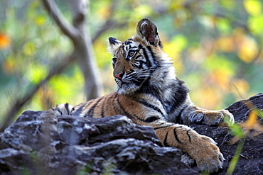 Bengal Tiger (Panthera Tigris Tigris), wild, 12 month old cub, critically endangered. Bandhavgarh Tiger Reserve, India