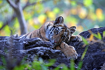 Bengal Tiger (Panthera Tigris Tigris), wild, 12 month old cub, critically endangered. Bandhavgarh Tiger Reserve, India