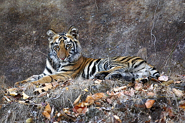 Bengal Tiger (Panthera Tigris Tigris), wild, 12 month old cub, critically endangered. Bandhavgarh Tiger Reserve, India