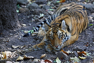 Bengal Tiger (Panthera Tigris Tigris), wild, 12 month old cub, critically endangered. Bandhavgarh Tiger Reserve, India