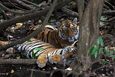 Bengal Tiger (Panthera Tigris Tigris), wild, two 12 month old cubs, critically endangered. Bandhavgarh Tiger Reserve, India