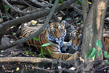 Bengal Tiger (Panthera Tigris Tigris), wild, two 12 month old cubs, critically endangered. Bandhavgarh Tiger Reserve, India