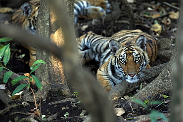 Bengal Tiger (Panthera Tigris Tigris), wild, two 12 month old cubs, critically endangered. Bandhavgarh Tiger Reserve, India