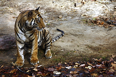 Bengal Tiger (Panthera Tigris Tigris) wild sub-adult male, critically endangered. Bandhavgarh Tiger Reserve, India.