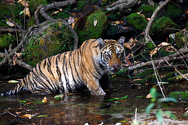 Bengal Tiger (Panthera Tigris Tigris), wild, 12 month old cub, critically endangered. Bandhavgarh Tiger Reserve, India