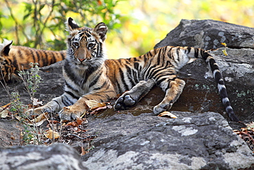 Bengal Tiger (Panthera Tigris Tigris), wild, two 12 month old cubs, critically endangered. Bandhavgarh Tiger Reserve, India