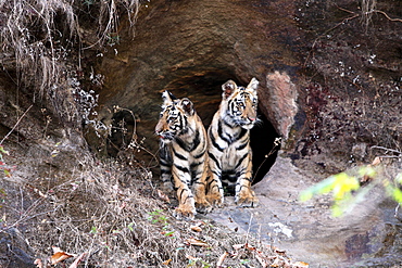 Bengal Tiger (Panthera Tigris Tigris), wild, two 12 month old cubs, critically endangered. Bandhavgarh Tiger Reserve, India