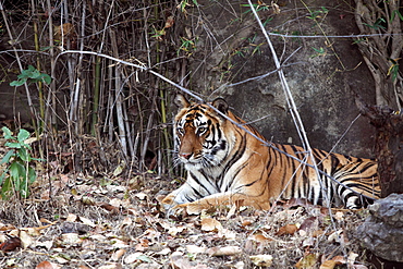 Bengal Tiger (Panthera Tigris Tigris), wild, adult female, critically endangered. Bandhavgarh Tiger Reserve, India