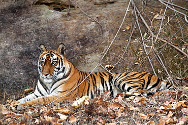 Bengal Tiger (Panthera Tigris Tigris), wild, adult female, critically endangered. Bandhavgarh Tiger Reserve, India