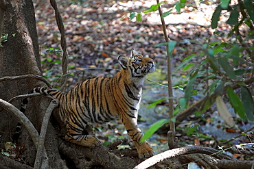 Bengal Tiger (Panthera Tigris Tigris), wild, 12 month old cub, critically endangered. Bandhavgarh Tiger Reserve, India