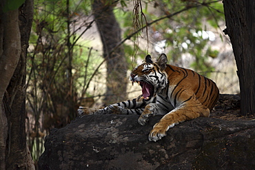 Bengal Tiger (Panthera Tigris Tigris) wild adult female, critically endangered. Bandhavgarh Tiger Reserve, India.