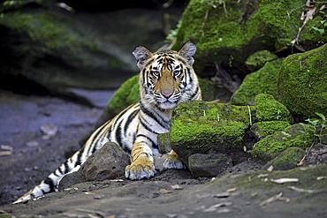 Bengal Tiger (Panthera tigris tigris),wild sub-adult female, critically endangered. Bandhavgarh Tiger Reserve, India.