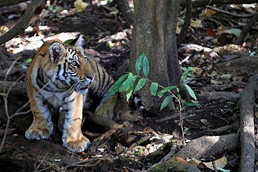 Bengal Tiger (Panthera Tigris Tigris), wild, 12 month old cub, critically endangered. Bandhavgarh Tiger Reserve, India