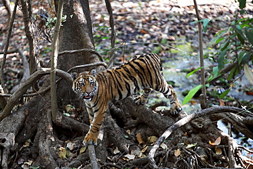 Bengal Tiger (Panthera Tigris Tigris), wild, 12 month old cub, critically endangered. Bandhavgarh Tiger Reserve, India