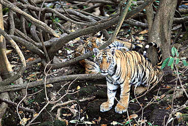 Bengal Tiger (Panthera Tigris Tigris), wild, two 12 month old cubs, critically endangered. Bandhavgarh Tiger Reserve, India