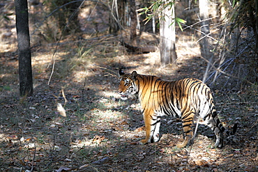 Bengal Tiger (Panthera Tigris Tigris), wild, adult female, critically endangered. Bandhavgarh Tiger Reserve, India