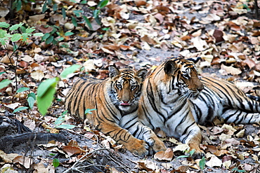 Bengal Tiger (Panthera Tigris Tigris), wild, adult female with 12 month old cub, critically endangered. Bandhavgarh Tiger Reserve, India