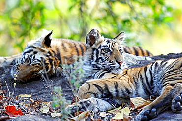 Bengal Tiger (Panthera Tigris Tigris), wild, two 12 month old cubs, critically endangered. Bandhavgarh Tiger Reserve, India