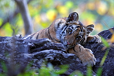 Bengal Tiger (Panthera Tigris Tigris), wild, 12 month old cub, critically endangered. Bandhavgarh Tiger Reserve, India