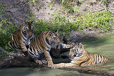 Bengal Tigers (Panthera tigris tigris), wild cubs, critically endangered. Bandhavgarh Tiger Reserve, India.