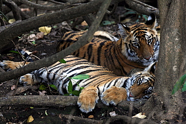 Bengal Tiger (Panthera Tigris Tigris), wild, two 12 month old cubs, critically endangered. Bandhavgarh Tiger Reserve, India