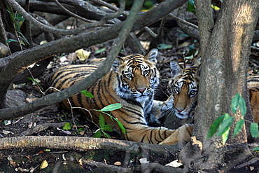 Bengal Tiger (Panthera Tigris Tigris), wild, two 12 month old cubs, critically endangered. Bandhavgarh Tiger Reserve, India