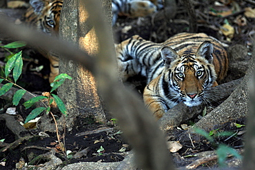 Bengal Tiger (Panthera Tigris Tigris), wild, two 12 month old cubs, critically endangered. Bandhavgarh Tiger Reserve, India