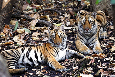 Bengal Tiger (Panthera Tigris Tigris), wild, two 12 month old cubs, critically endangered. Bandhavgarh Tiger Reserve, India