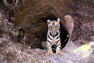 Bengal Tiger (Panthera Tigris Tigris), wild, two 12 month old cubs, critically endangered. Bandhavgaarh Tiger Reserve