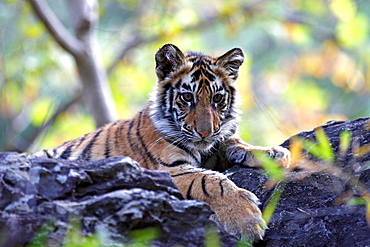 Bengal Tiger (Panthera Tigris Tigris), wild, 12 month old cub, critically endangered. Bandhavgarh Tiger Reserve, India