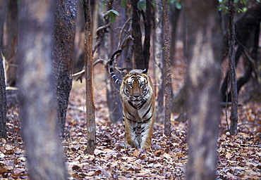 Bengal Tiger (Panthera tigris tigris),wild adult male, critically endangered. Bandhavgarh Tiger Reserve, India.