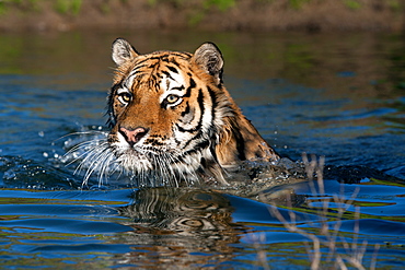 Bengal Tiger (Panthera Tigris Tigris), captive , adult male, critically endangered. Bozeman, Montana, United States