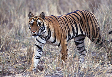 Bengal Tiger (Panthera tigris tigris),wild adult female, critically endangered. Bandhavgarh Tiger Reserve, India.