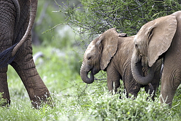 African Elephant (Loxodonta africana) wild adult female with juveniles. Amboseli National Park, Kenya.