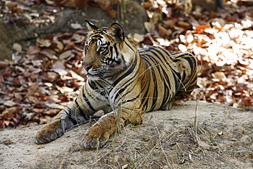 Bengal Tiger (Panthera Tigris Tigris) wild sub-adult male, critically endangered. Bandhavgarh Tiger Reserve, India.