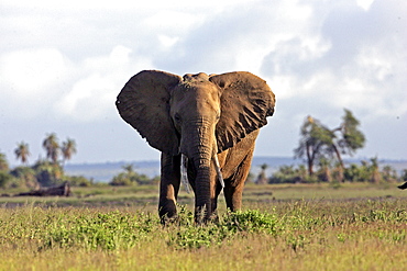 African Elephant (Loxodonta africana) wild adult male. Amboseli National Park, Kenya.